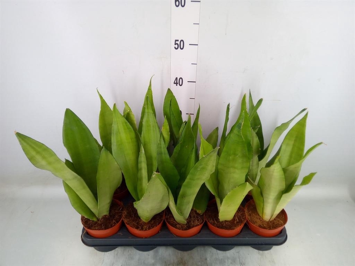 <h4>Sansevieria trifa. 'Moonshine'</h4>