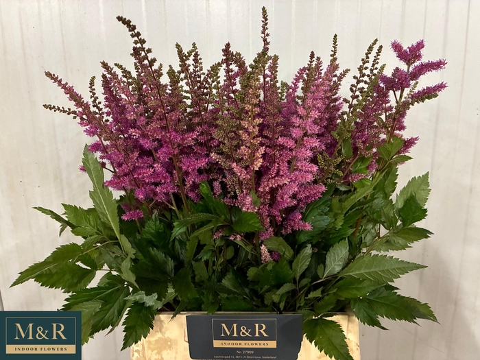 <h4>ASTIL MAGGIE DALEY</h4>