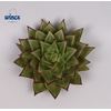 Echeveria Lipstick Cutflower Wincx-14cm