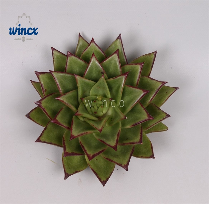 Echeveria Lipstick Cutflower Wincx-14cm