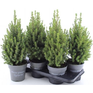 PICEA GL PERFECTA