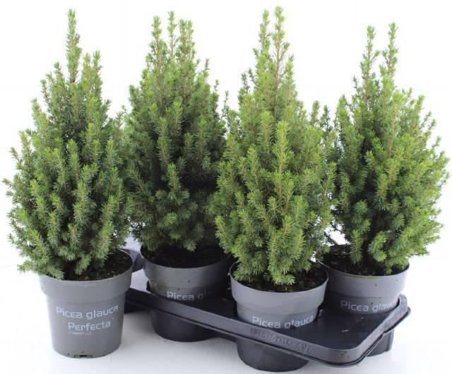 <h4>PICEA GL PERFECTA</h4>