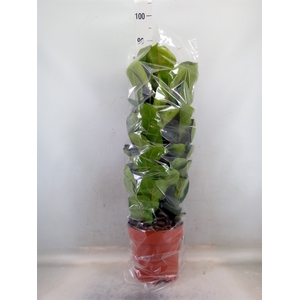 Ficus lyrata 'Bambino'