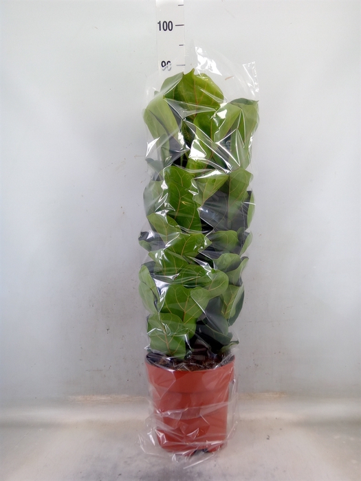 <h4>Ficus lyrata 'Bambino'</h4>