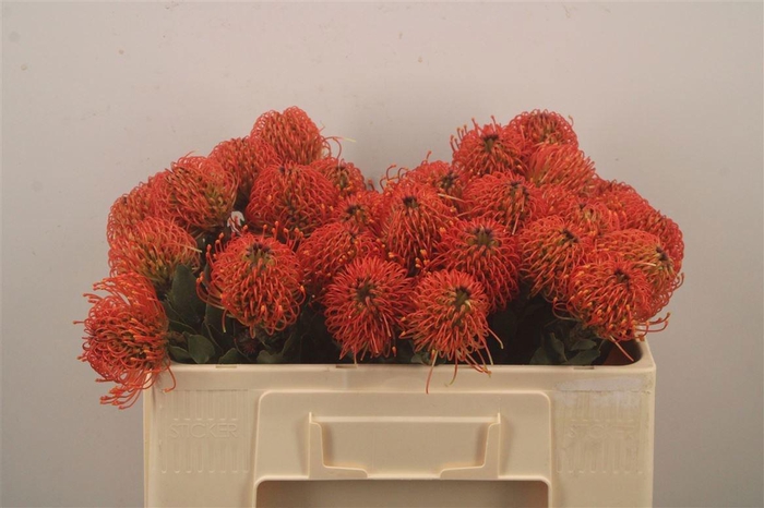 <h4>LEUCO CO SUNRISE</h4>