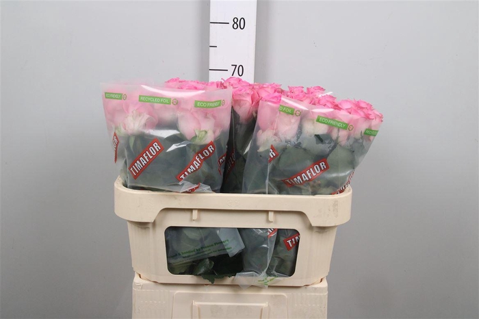 <h4>R Gr Revival</h4>