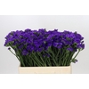 Limonium Navy Sun Birds