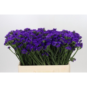Limonium Navy Sun Birds