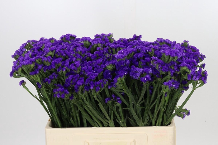 Limonium Navy Sun Birds