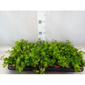 Peperomia rotundifolia