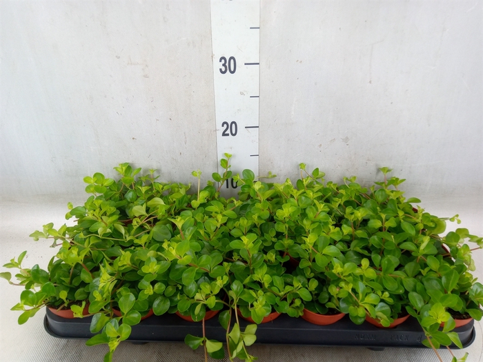<h4>Peperomia rotundifolia</h4>