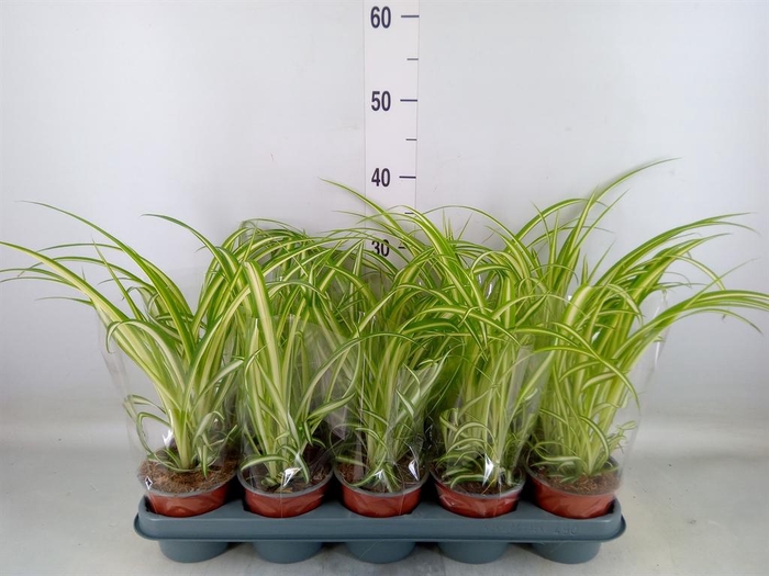 <h4>Chlorophytum com. 'Variegatum'</h4>