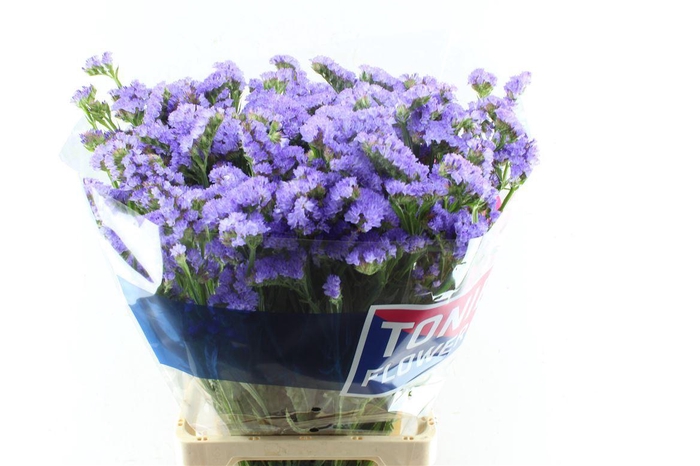 <h4>Lim S Sky Wings</h4>