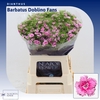 Dianthus Barbatus 'doblino Fans'