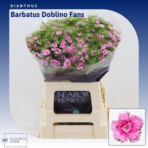 Dianthus Barbatus 'doblino Fans'