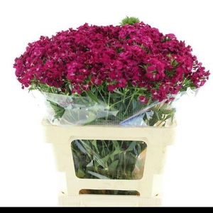 DI BARB AMAZON CHERRY SUPER