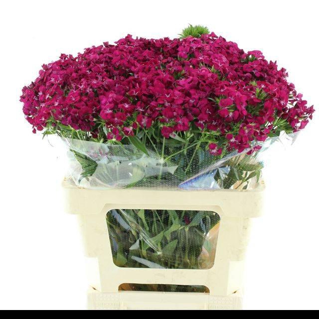 <h4>DI BARB AMAZON CHERRY SUPER</h4>