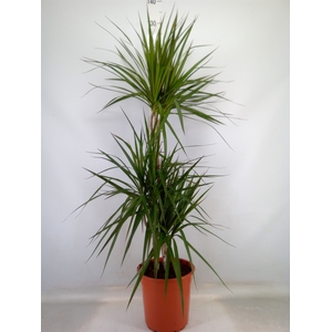 Dracaena marg.