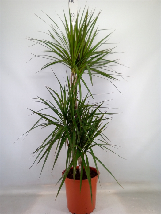 <h4>Dracaena marg.</h4>