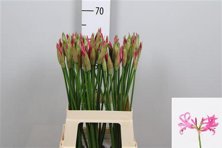 <h4>Ne Bo Ras Van Roon</h4>