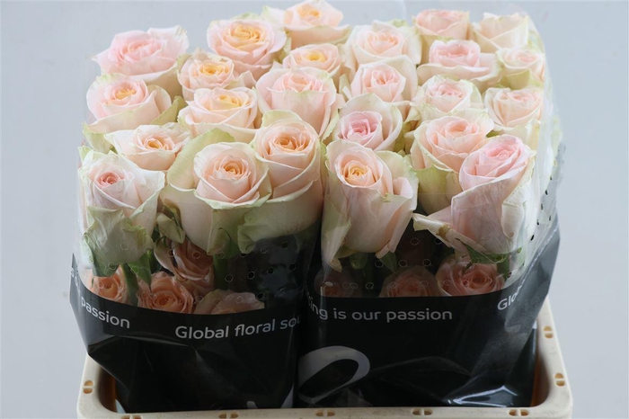 <h4>R Gr Tiffany</h4>