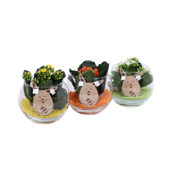 <h4>Opgemaakte kalanchoe 6 cm mix in boule glas met stenen en bijsteker</h4>