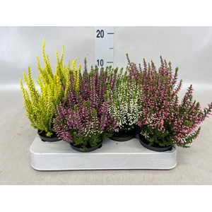 Calluna vulg. 'Beauty L'  ..mix