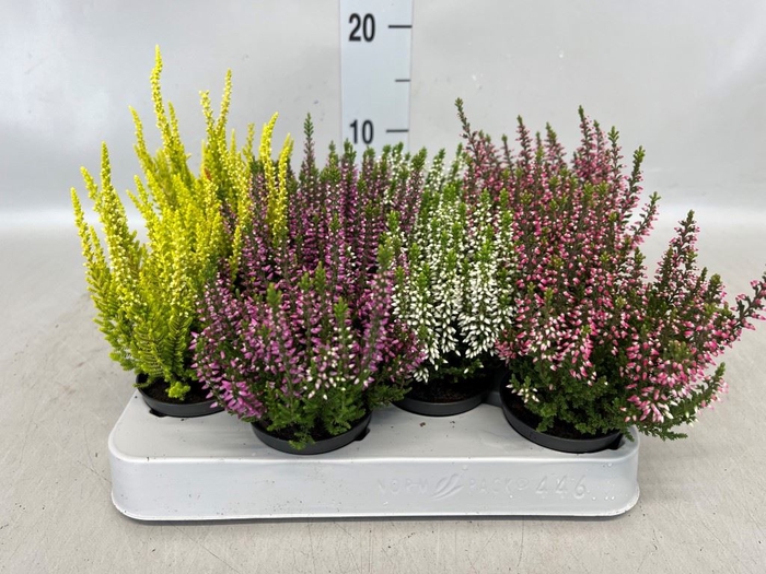 <h4>Calluna vulg. 'Beauty L'  ..mix</h4>