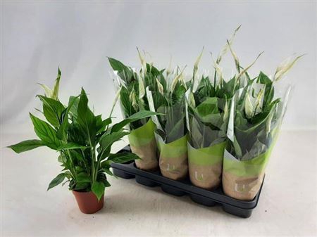 Spath Torelli