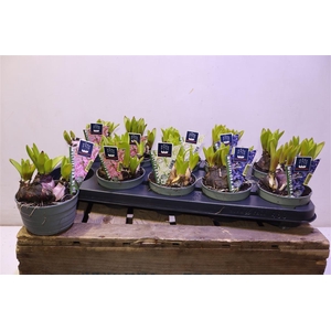 Hyacin Mult Gem 3 Kl