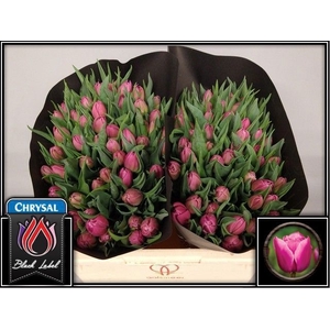 Tulipa do double princess