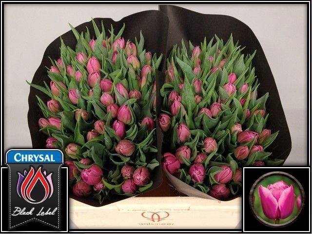 <h4>Tulipa do double princess</h4>