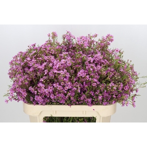 Chamelaucium Niek's Pride