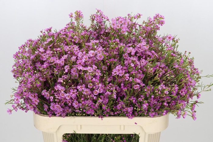 <h4>Chamelaucium Niek's Pride</h4>
