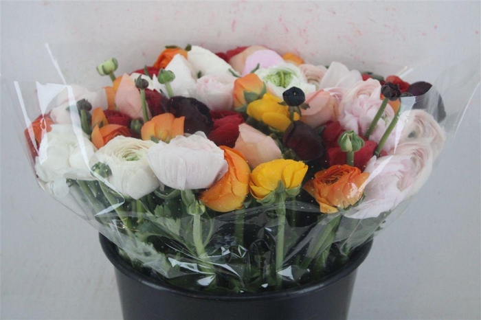 <h4>Ran Cloni Ex Mix</h4>