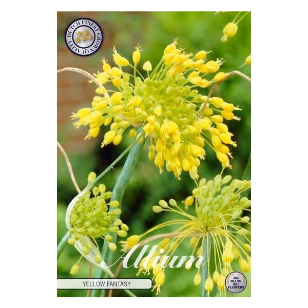 <h4>Allium Yellow Fantasy x 5 5/6</h4>