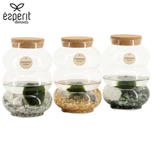 90849: Marimo arrangement