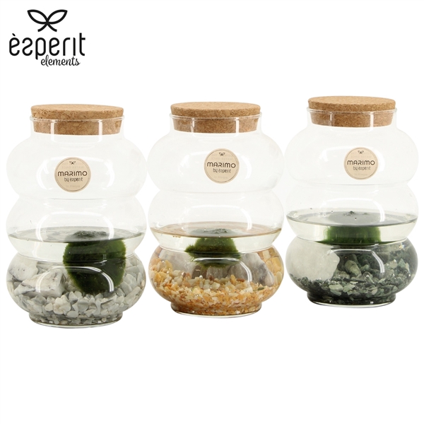 <h4>90849: Marimo arrangement</h4>