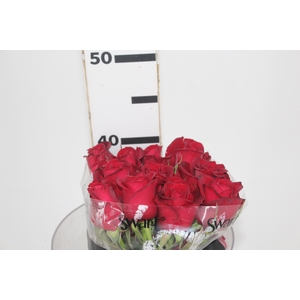 ROSA SAMOURAI 040 CM ESTUFA