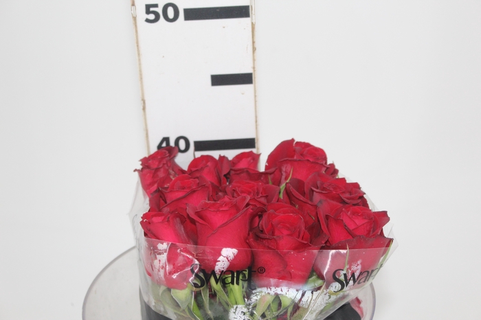 <h4>ROSA SAMOURAI 040 CM ESTUFA</h4>