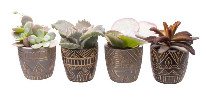 <h4>KALANCHOE MIX P6 L 65504</h4>