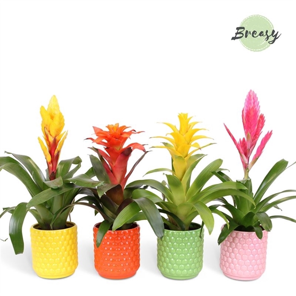 <h4>Bromelia Happy - 12cm in Siena | Mimesis</h4>