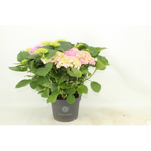 Hydrangea Hi River pink (Hortensia)