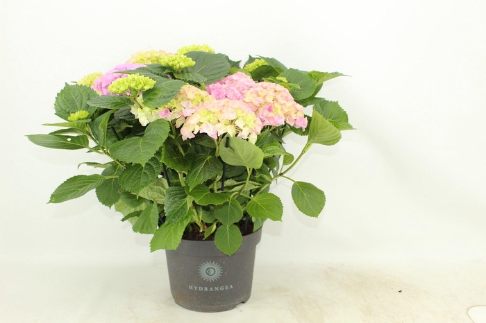 <h4>Hydrangea Hi River pink (Hortensia)</h4>