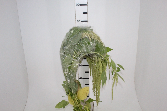 <h4>AMARANTHUS VERDE 070 CM VERDE</h4>