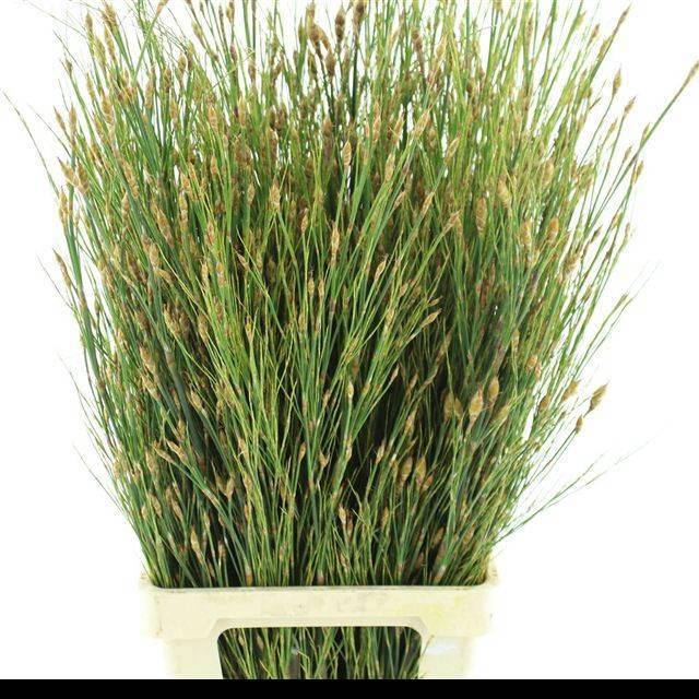 <h4>CANNOMOIS VIRG REKO</h4>