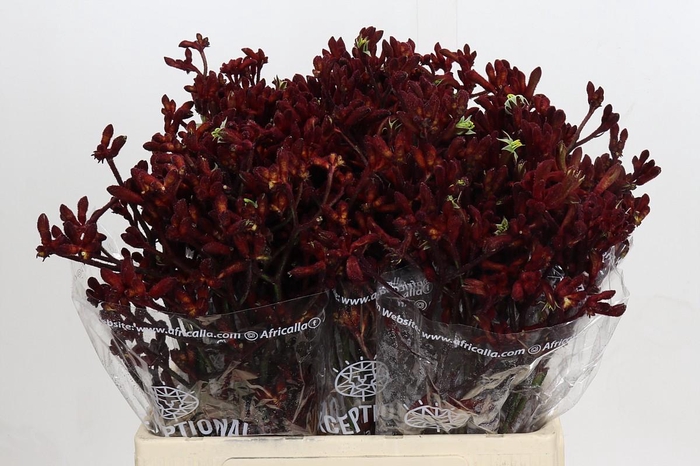 <h4>Anigozanthos Early Spring</h4>