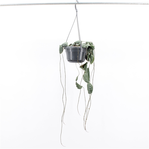 <h4>Hoya Imbricata</h4>