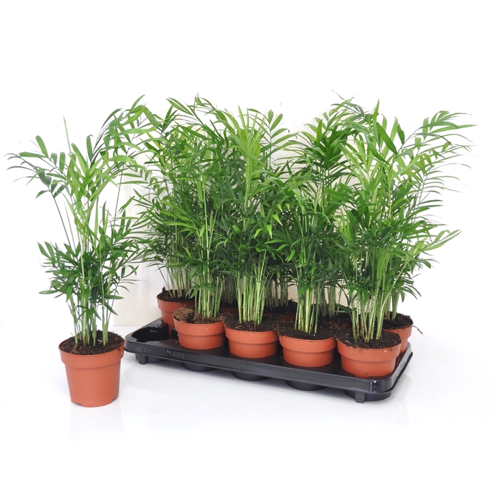 <h4>Chamaedorea elegans 12Ø 50cm</h4>