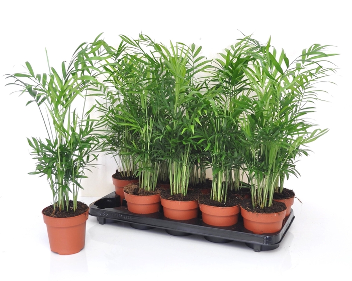 Chamaedorea elegans 12Ø 50cm